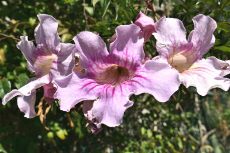 mx sma temazcalis 1090.jpg