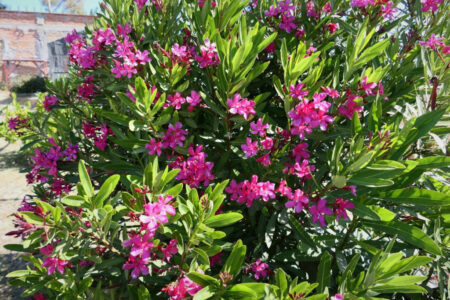 mx sma temazcalis 1091