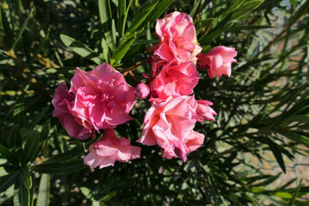 mx sma temazcalis 1092.jpg