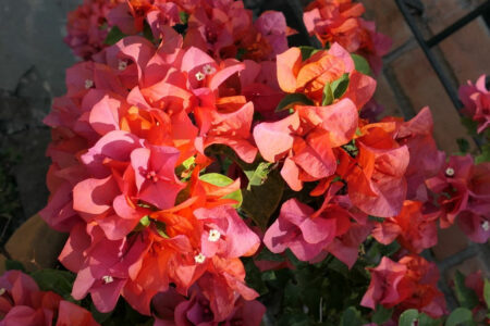 mx sma temazcalis 1095.jpg