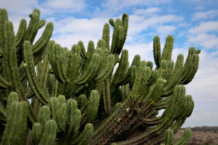 mx sma temazcalis cactus 1791.jpg