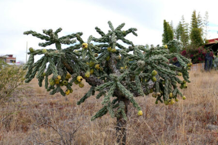 mx sma temazcalis cactus 1792.jpg