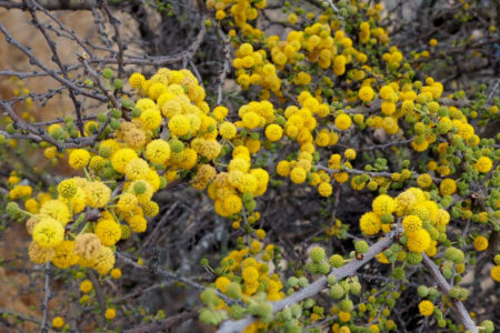 mx sma fleurs temazcalis 1825.jpg