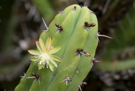 mx sma fleurs temazcalis cactus 1790