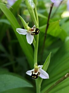 mornant orchis abeille 20
