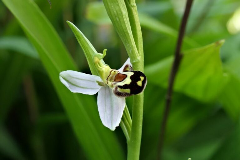 mornant orchidée abeille 23 detail