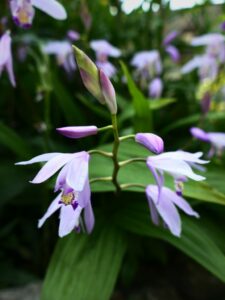mornant orchis striata 24