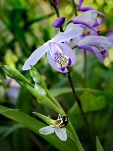 mornant orchis striata et abeille