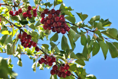 mornant cerises 2022 37 detail