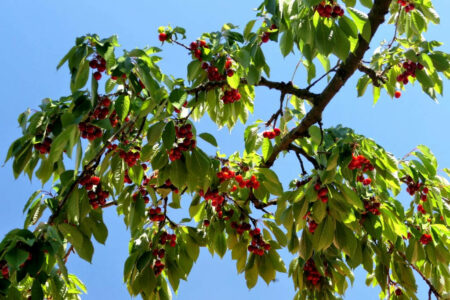 mornant cerises 2022 40