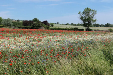 coquelicots (15)