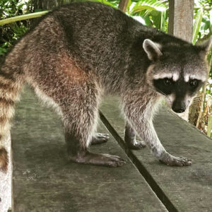 baptiste costa rica coati
