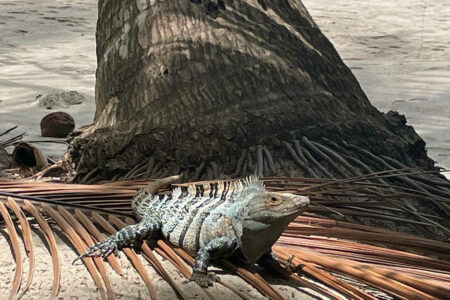 baptiste costa rica iguane