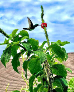 baptiste panama colibri