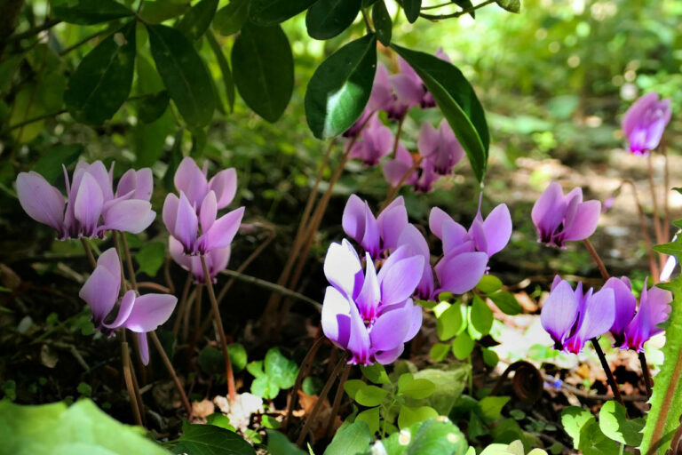 2022 cyclamens mornant (detail).jpg