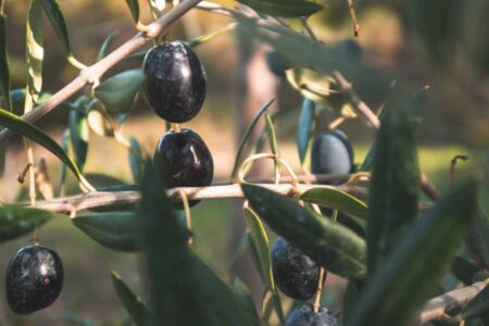 olives gros plan