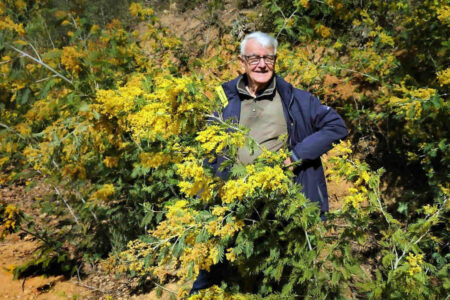 tanneron (robert dans les minosas)