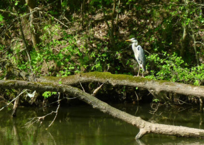blies heron (5)