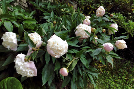 pivoines mornant (0)