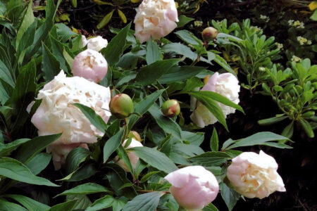 pivoines mornant (1)