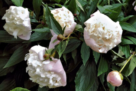 pivoines mornant (2)