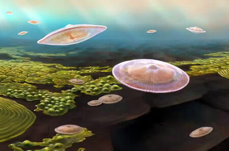 protistes gabonionta (image d'artiste © a. el albani)