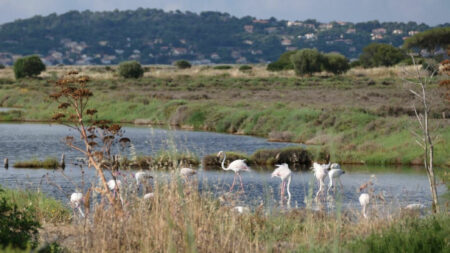 2023 flamants 886 resize 98