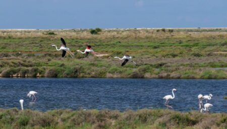 2023 flamants 910~2 resize 78