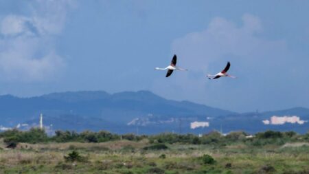 2023 flamants 949~2 resize 29