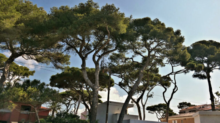 2023 la capte 790 large