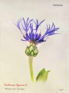 mornant photo ©christian segaud bleuet (herbier des monts d'or)