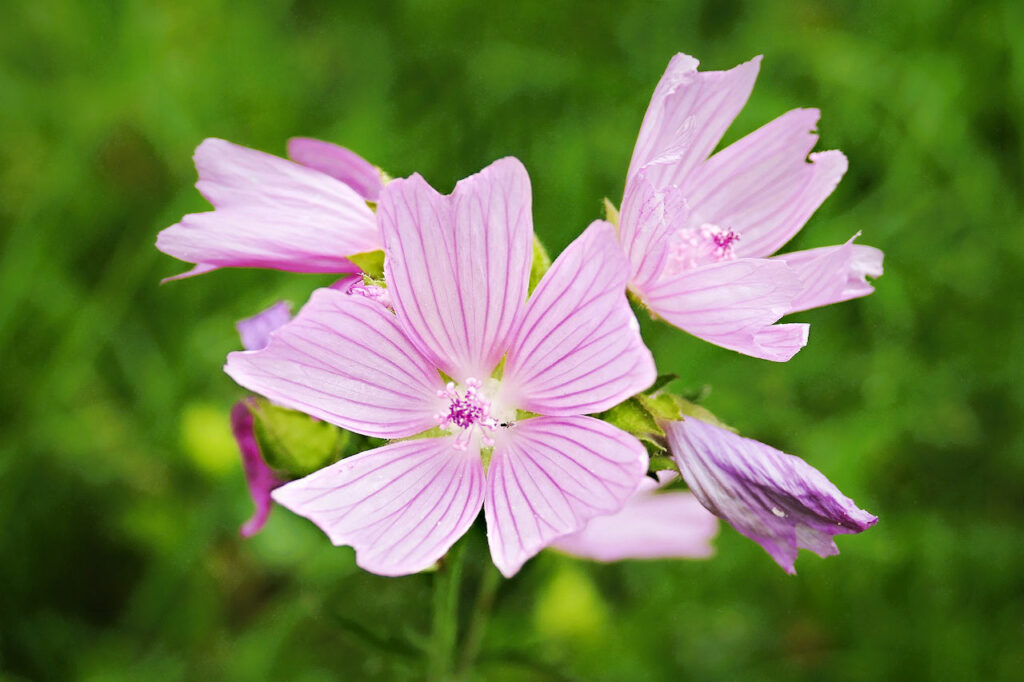 mauve musquee (malva moschata)