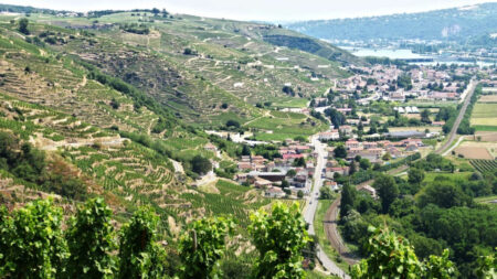 vignes des cotes roties