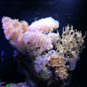 monaco musee 1x1 oceanographique (69).jpg