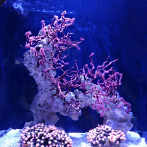 monaco musee 1x1 oceanographique (70).jpg