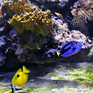 monaco musee 1x1 oceanographique (99).jpg
