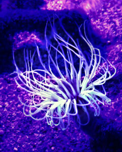 monaco musee 4x5 oceanographique (26).jpg