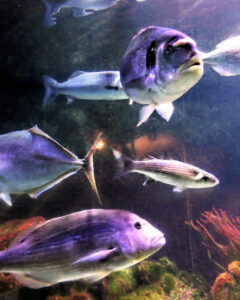 monaco musee 4x5 oceanographique (35).jpg