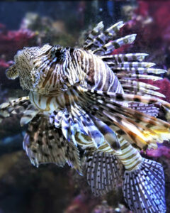 monaco musee 4x5 oceanographique (38).jpg