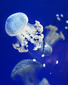 monaco musee 4x5 oceanographique (41).jpg