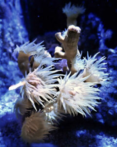 monaco musee 4x5 oceanographique (55).jpg