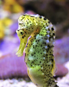 monaco musee 4x5 oceanographique (57).jpg
