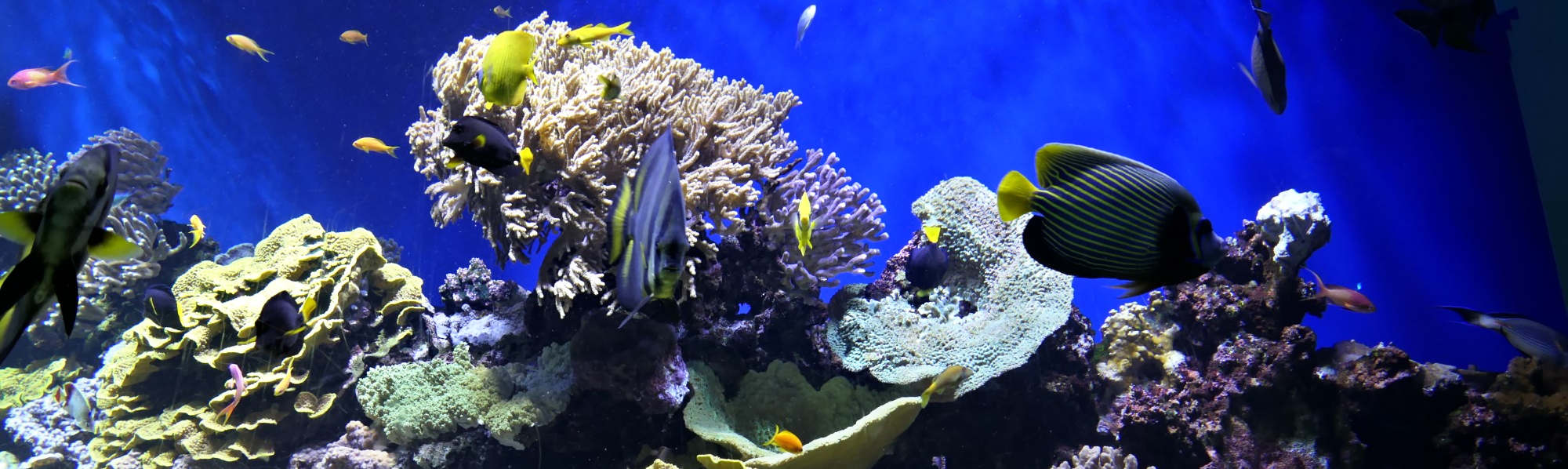 monaco musee oceanographique (aquarium bandeau)