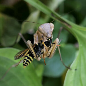 mante mange une guepe (8)
