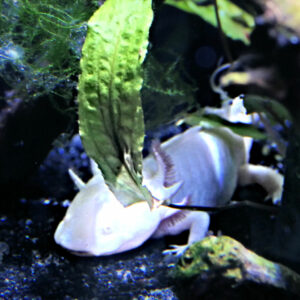 monaco musee oceanographique (107) axolotl 1x1