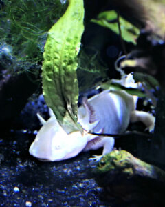 monaco musee oceanographique (107) axolotl