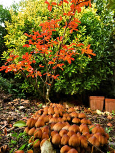 chamignons patio mornant (5)