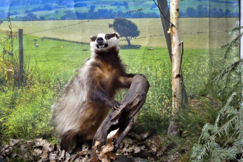 expo nature blaireau