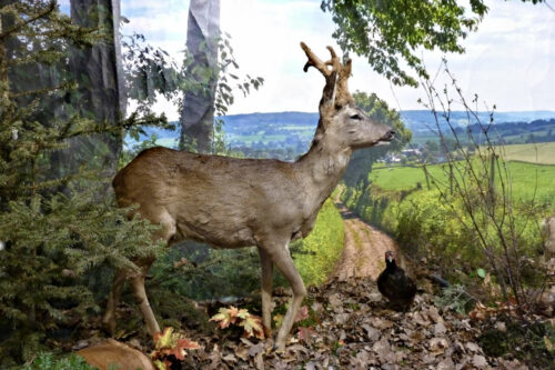 expo nature chevreuil