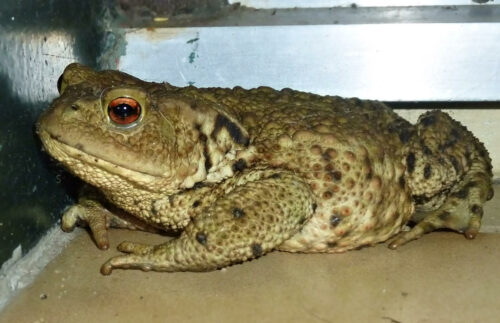 2024 crapeau dans mle patio